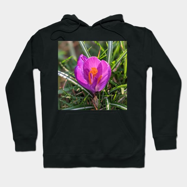 Orange and Purple Flower in the Sun Hoodie by AustaArt